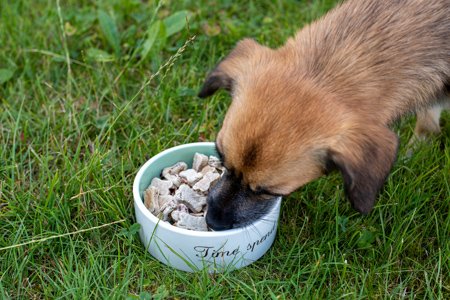 Hundekekse: Dinkel-Joghurt-Leckerli mit Leberwurst