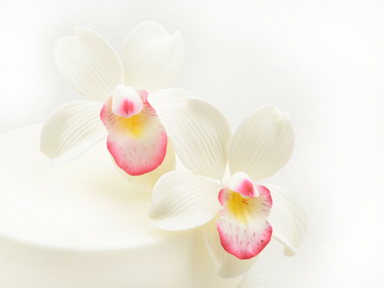 Feinzucker-Blüte Cymbidium Orchid 2er, 9,5 cm